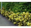 Магония падуболистная (Mahonia aquifolium) С2